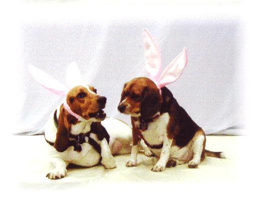 Easter Hounds