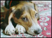The Regal Beagle