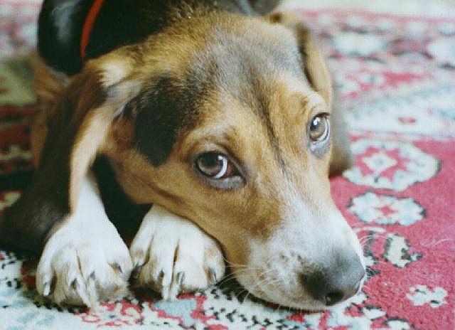 The Regal Beagle