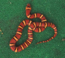 Jasper