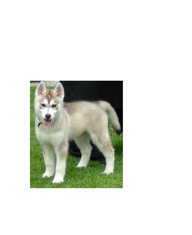 My Siberian Huskey