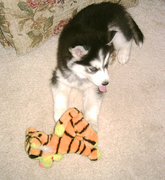 Mika