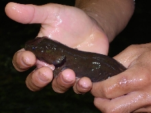 Pacific Giant Salamander