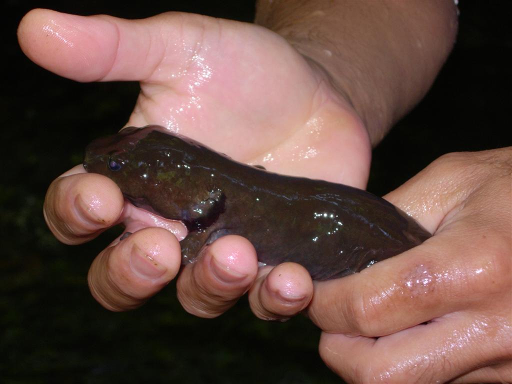 Pacific Giant Salamander