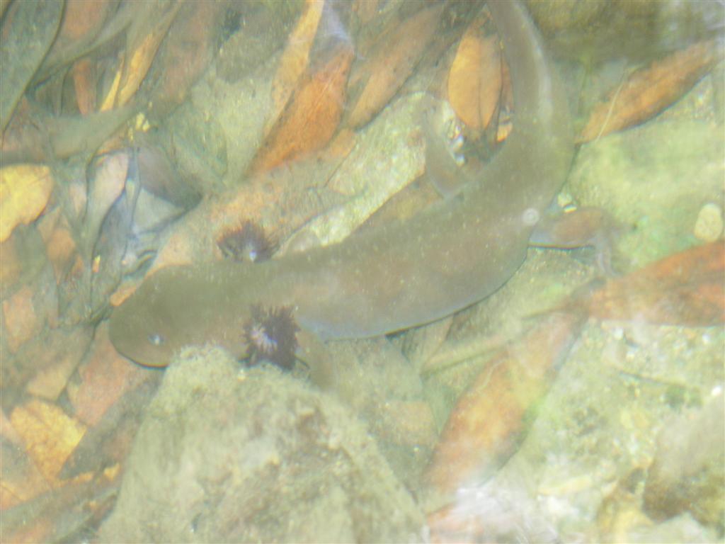 Pacific Giant in water