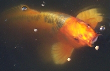 this is my koi