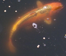 my koi i like it