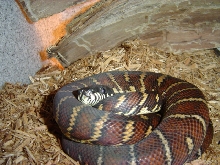 Boelens