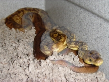 Male Timor Python