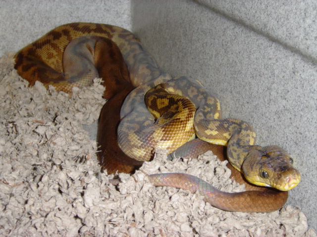 Male Timor Python