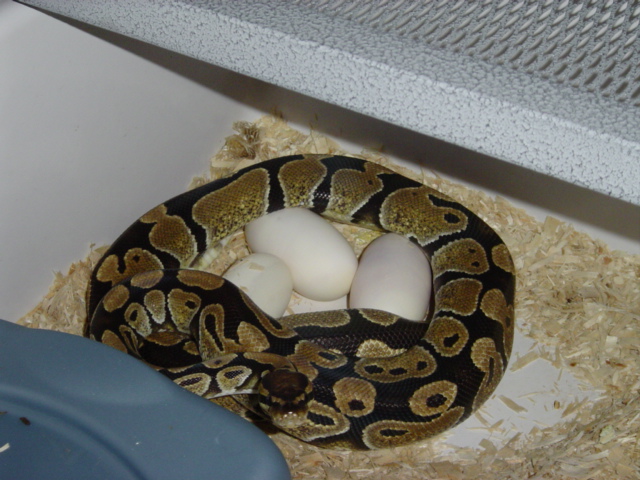 Het Ghost Laying