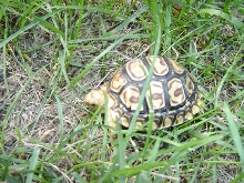 Leopard Tortoise