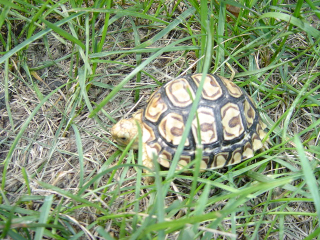 Leopard Tortoise