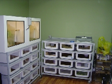 Snake room