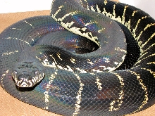 Female Boeleni