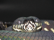 Female Boeleni 2
