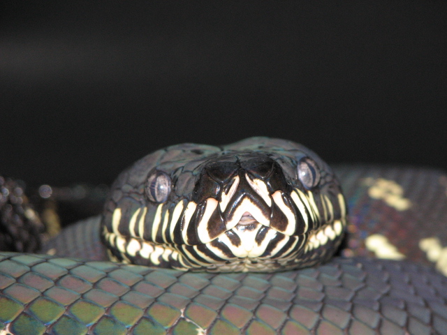 Female Boeleni 2