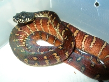 Male Boeleni