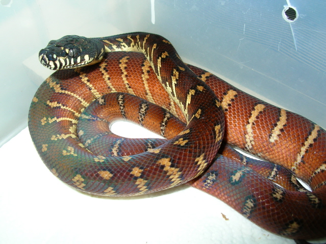 Male Boeleni