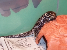 gold tegu