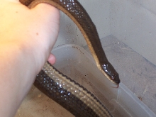mistery snake