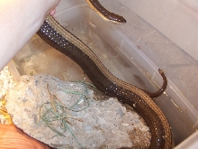 gravid?