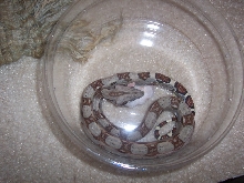 my new bci eating