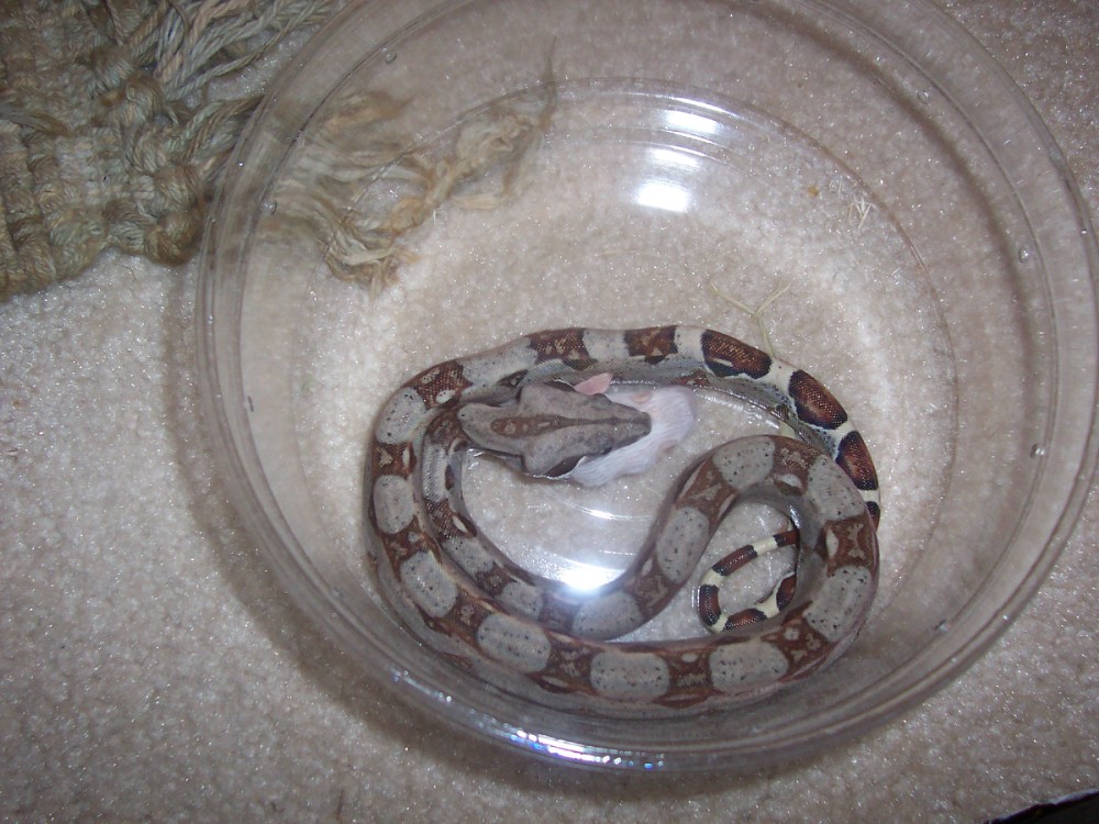 my new bci eating