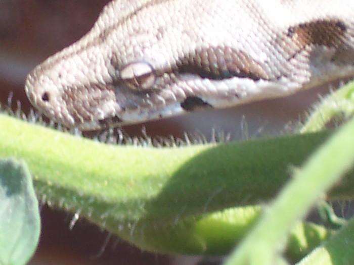head shot