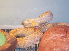 evil demon of heck