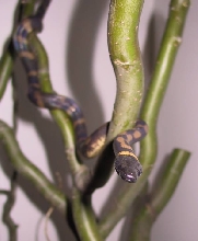 Diamond - the ringed python, my rainbow serpent 2000-2004