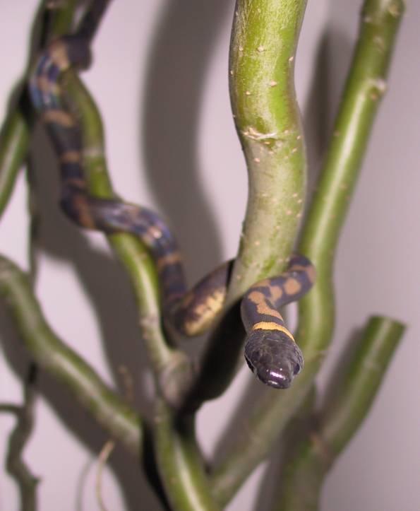 Diamond - the ringed python, my rainbow serpent 2000-2004