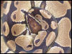 Ball Python - Hector