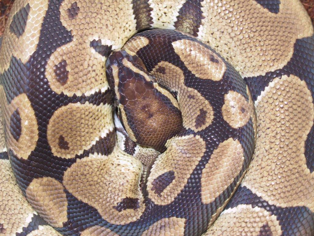 Ball Python - Hector