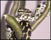 Jungle Carpet Python - Indira