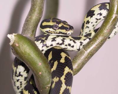 Jungle Carpet Python - Indira