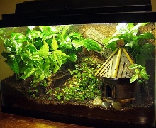 10-Gallon Vivarium