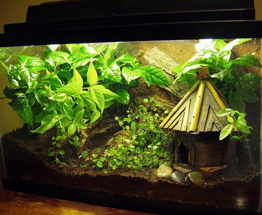10-Gallon Vivarium