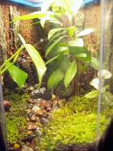 New 2 Gallon Hex Tank