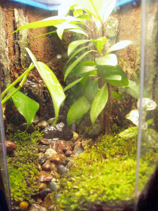 New 2 Gallon Hex Tank