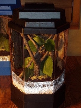 Small Vivarium