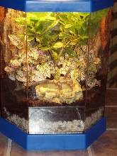Reed Frog Tank