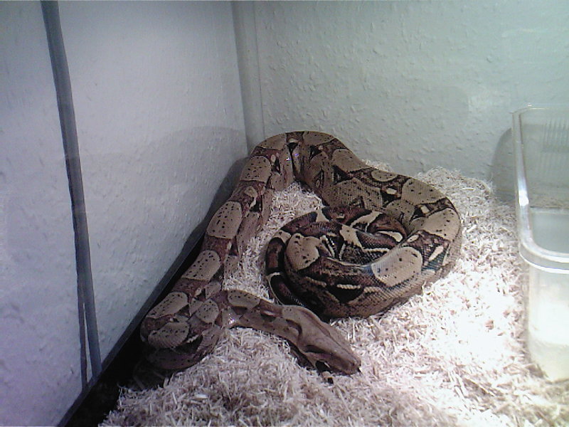 Is my boa fat?