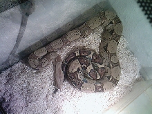 Is he fat? hes 4feet and he s a 1yr and 5 months old male