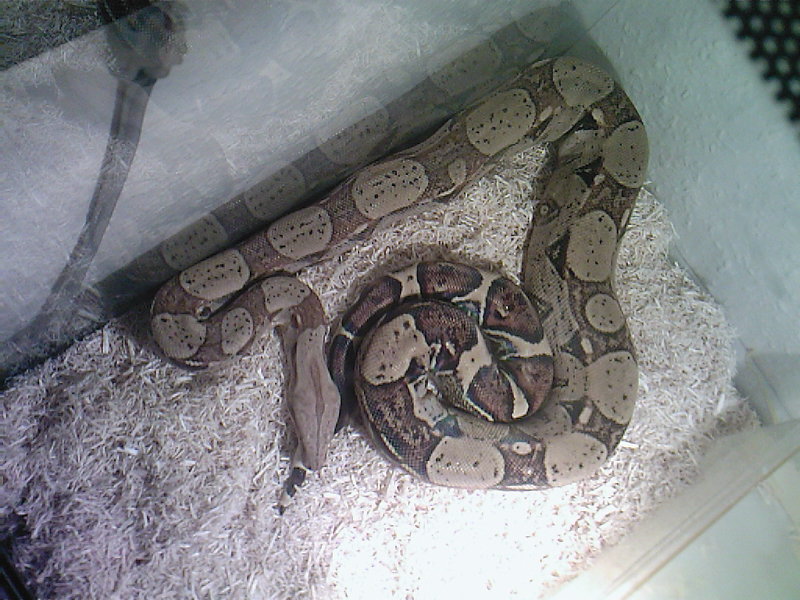 Is he fat? hes 4feet and he s a 1yr and 5 months old male