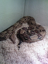 is he fat??/ 1yr and 5 months old male boa
