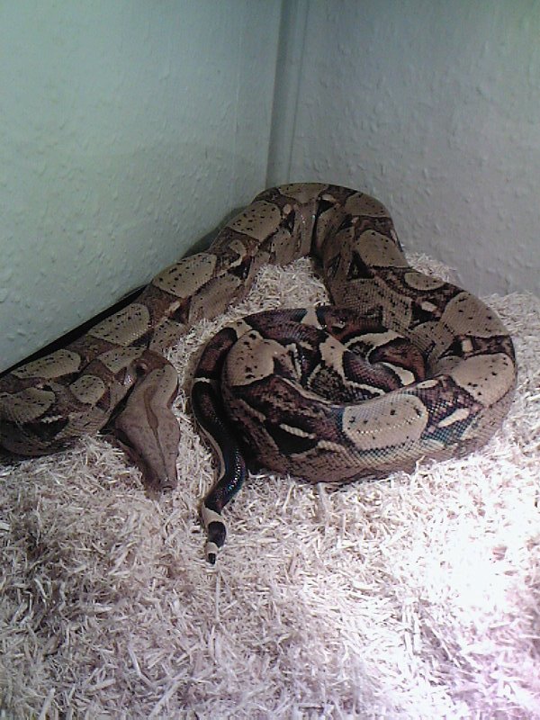 is he fat??/ 1yr and 5 months old male boa