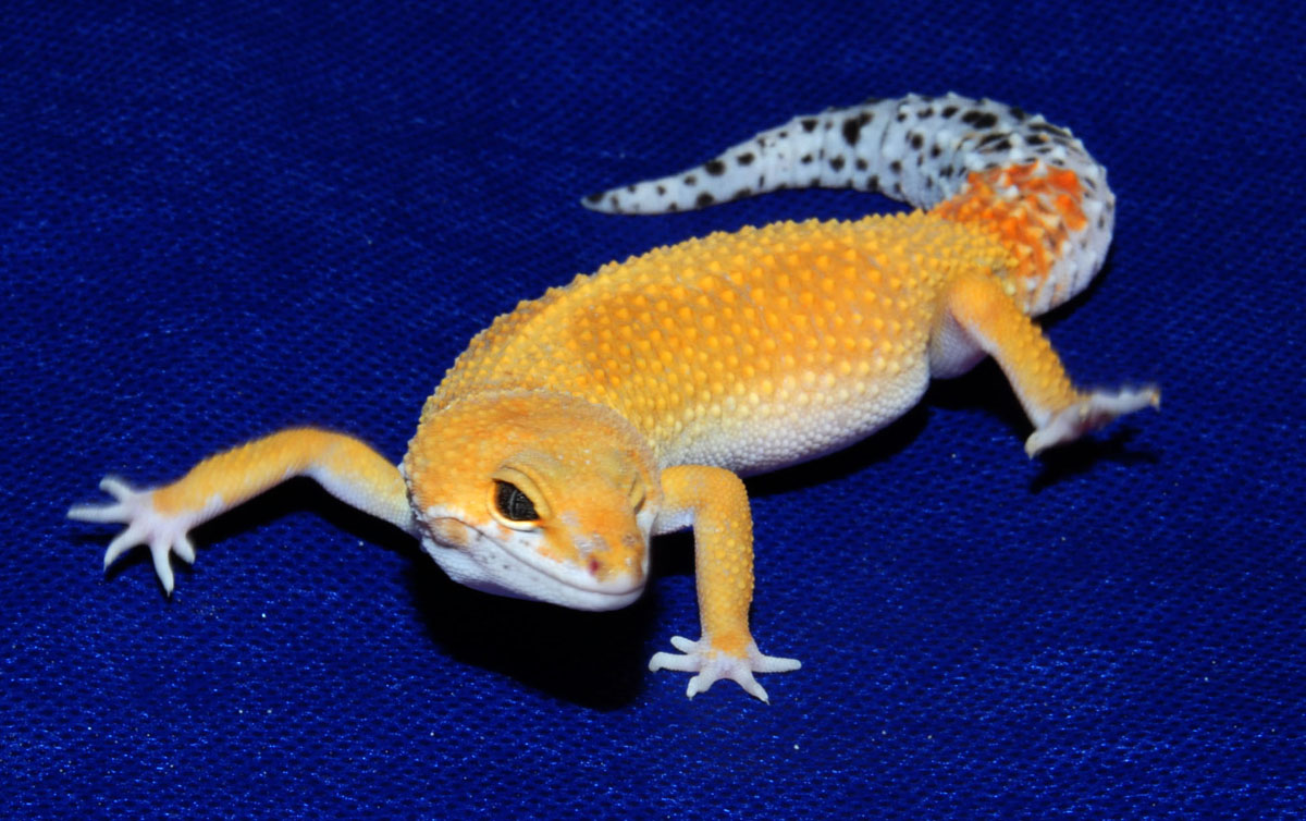 Spots