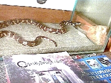 My cali-king