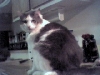 my big daddy